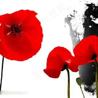 花朵高清装饰画设计素材 花朵高清装饰画设计素材