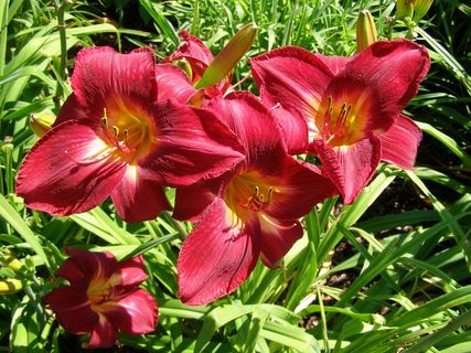 红色大花萱草图片