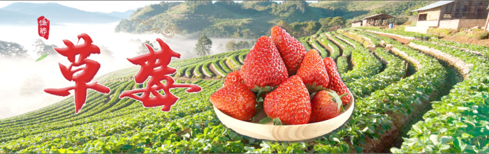 绿色 草莓 海报 背景psd模版下载