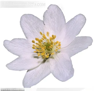 情人节花物语-盛开的白色花朵