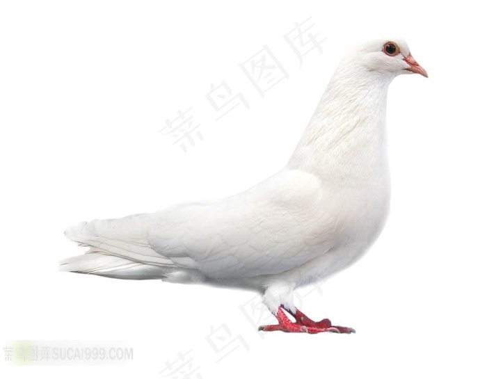 纯洁的白色鸽子