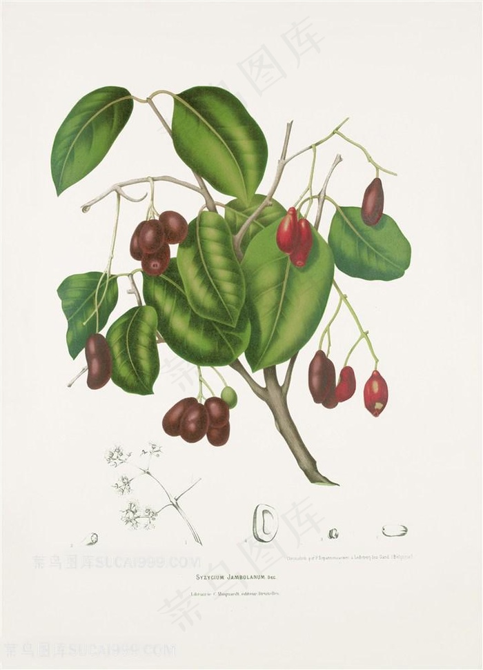 手绘植物红枣插画图片