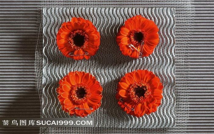 娇艳的红色菊花回形针素材