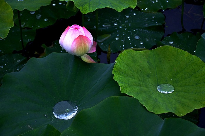 含苞待放的荷花晶莹剔透的露珠