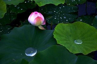 含苞待放的荷花晶莹剔透的露珠