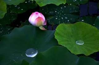 含苞待放的荷花晶莹剔透的露珠