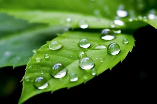 绿色清新水滴绿叶背景图