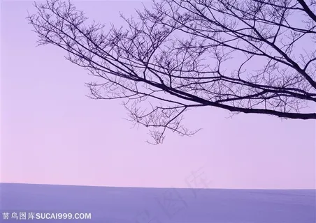 冰天雪地-雪地边上的树枝特写