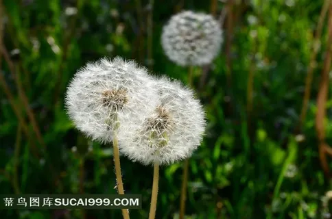 美丽的白色蒲公英