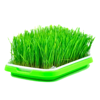 一盘麦子发芽现代农业