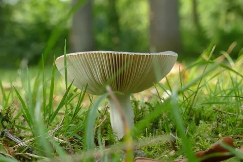 草地漂亮白蘑菇图片 草地漂亮白蘑菇图片