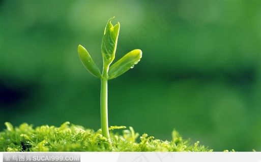 成长健康的嫩芽