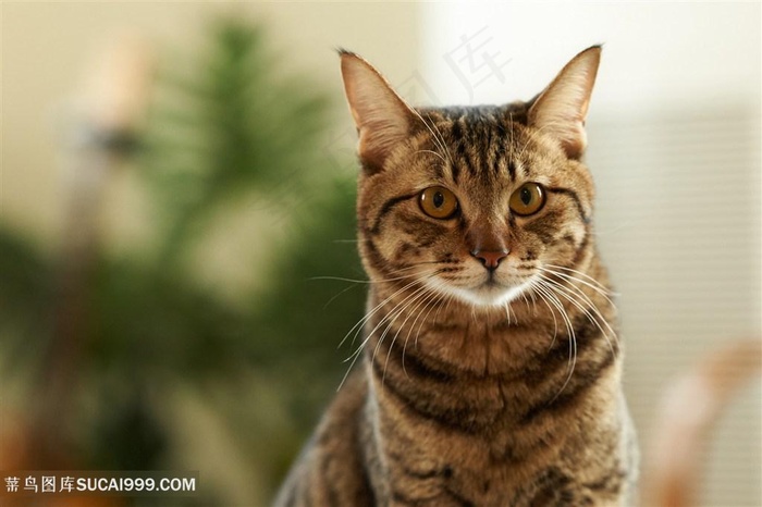 高清狸花猫猫咪萌宠摄影图片