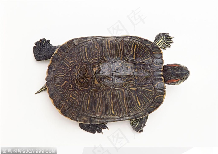 动物表情-俯视下的乌龟