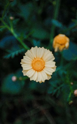 白色纯洁雏菊摄影素材