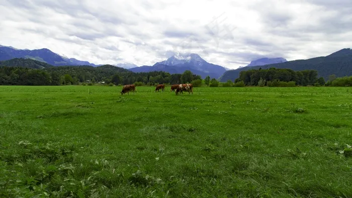 巴伐利亚草原景观图片