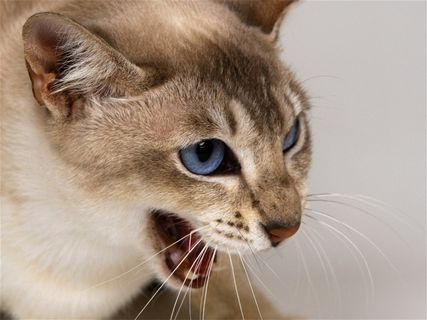 张口的小猫摄影素材猫咪图片