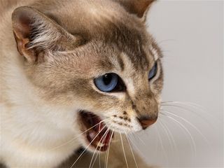 张口的小猫摄影素材猫咪图片