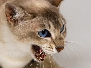 张口的小猫摄影素材猫咪图片