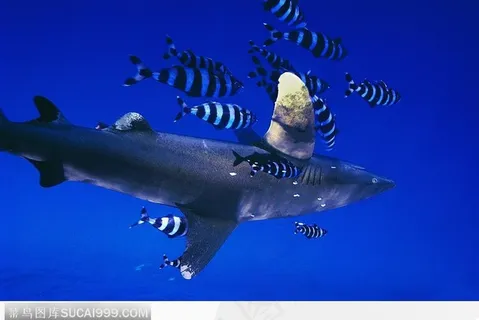 贝小鱼簇拥的鲨鱼