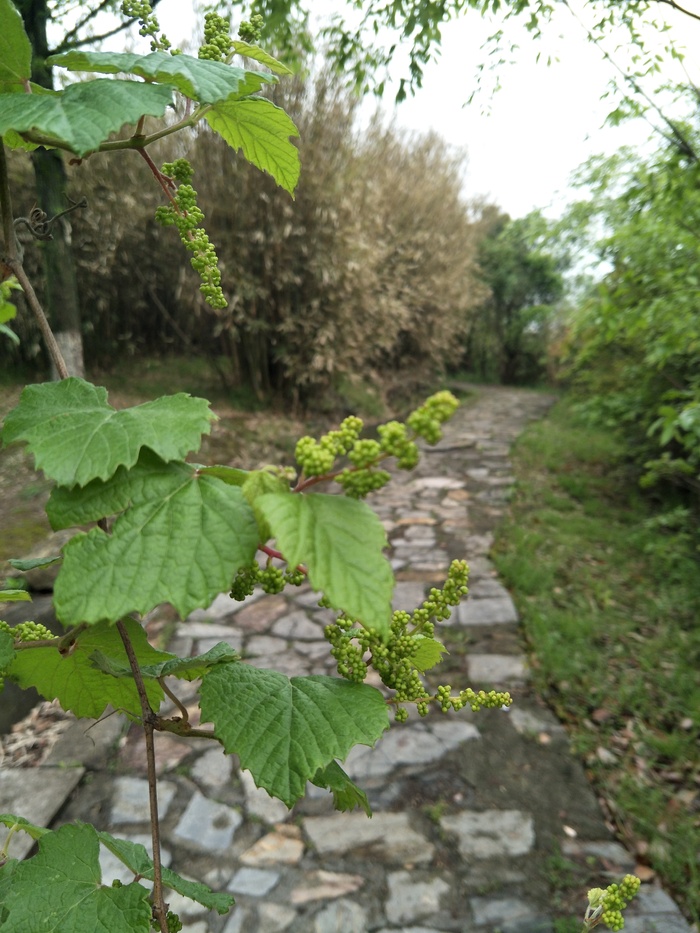 小径斜遮一叶碧