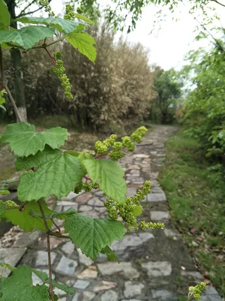 小径斜遮一叶碧