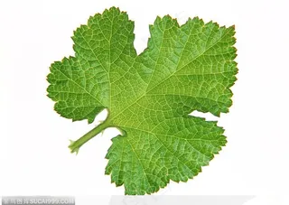 漂亮树叶-蓝莓树叶