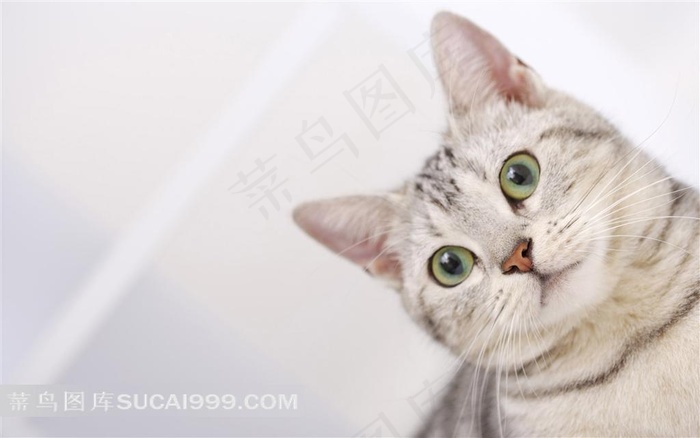 胖胖的可爱小猫素材