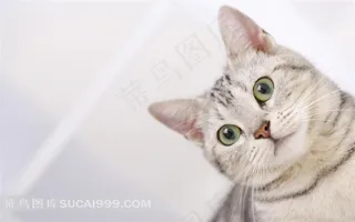 胖胖的可爱小猫素材