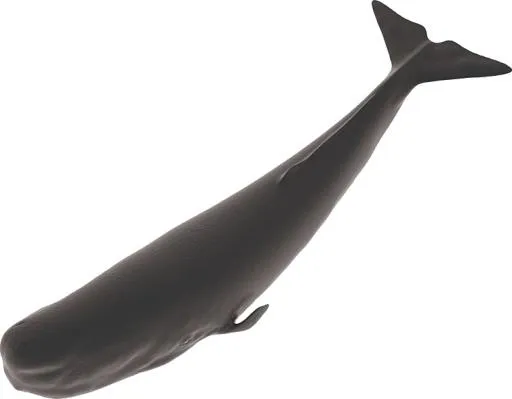 抹香鲸 PNG免抠(755x589)