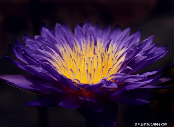 唯美鲜花花蕊高清摄影