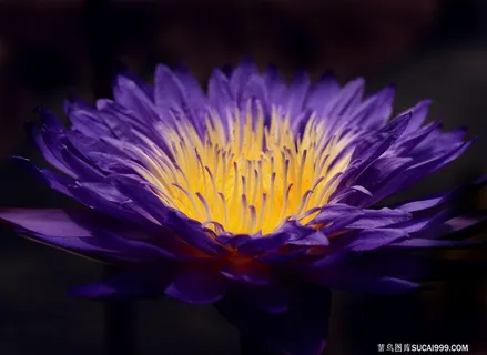 唯美鲜花花蕊高清摄影