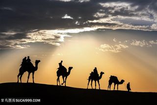 荒漠下的骆驼人物景色