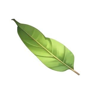 叶子树叶芭蕉叶免抠