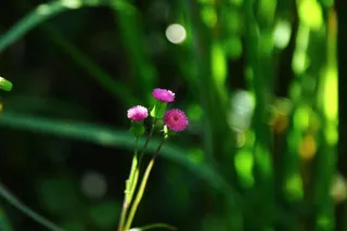 小野花户外背景图