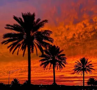 橙色唯美天空椰子树风景图