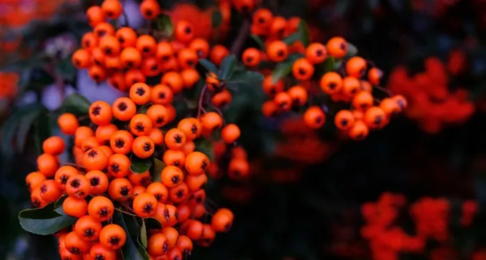 果园里的红色果子