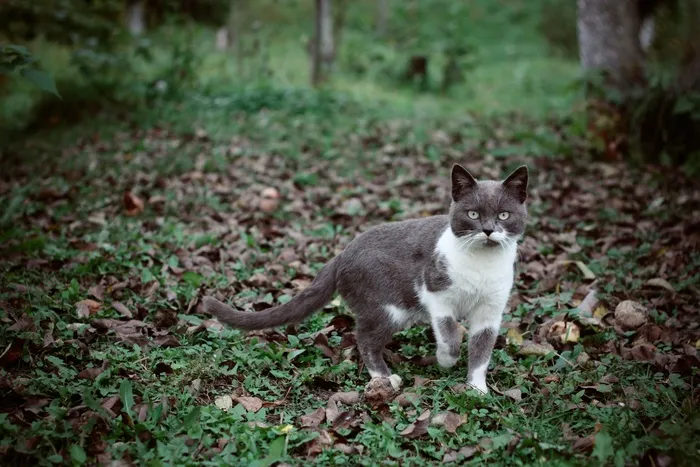 可爱猫咪猫猫摄影素材
