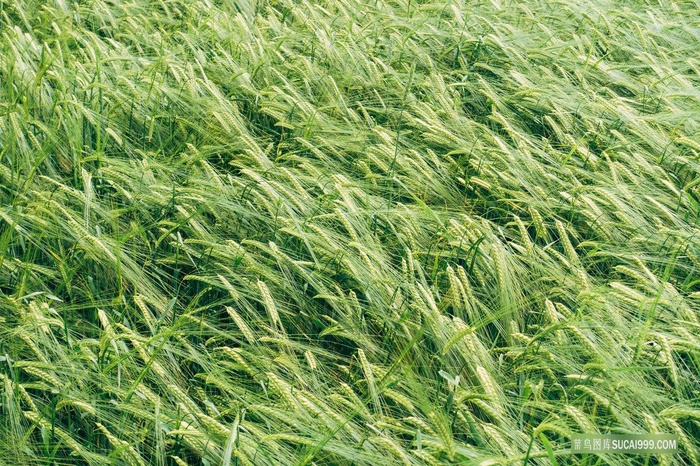 高清大麦田摄影