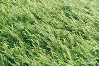 高清大麦田摄影