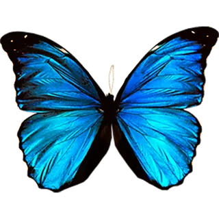 蓝色蝴蝶素材