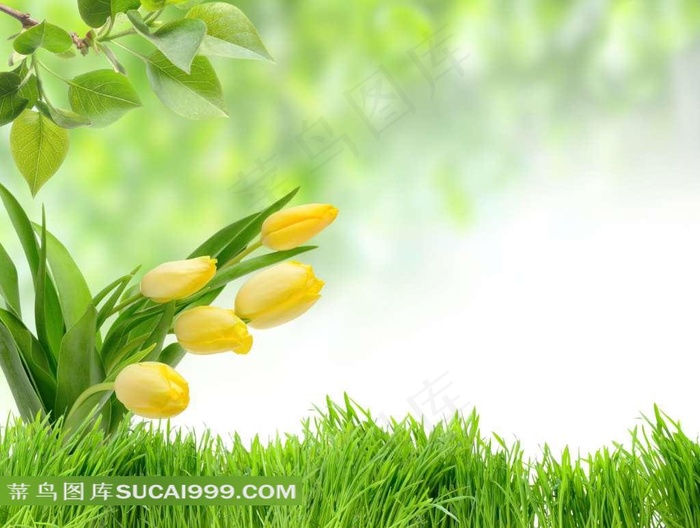 优雅郁金香素材