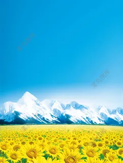 向日葵背景
