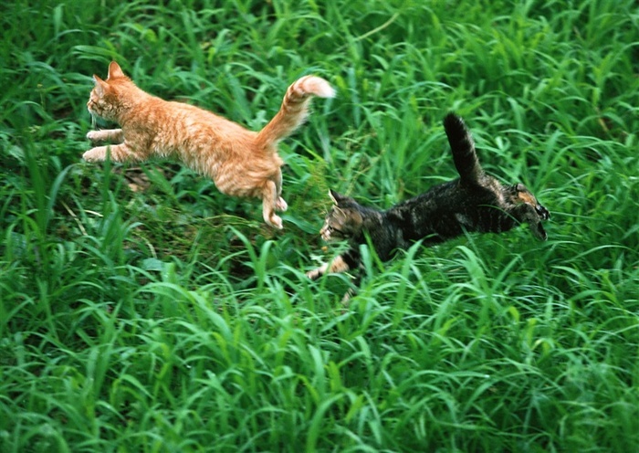 宠物猫家禽家畜图片素材