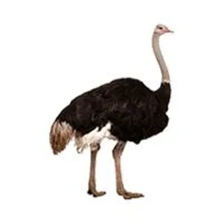 鸵鸟 PNG免抠