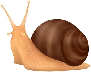 蜗牛 PNG免抠