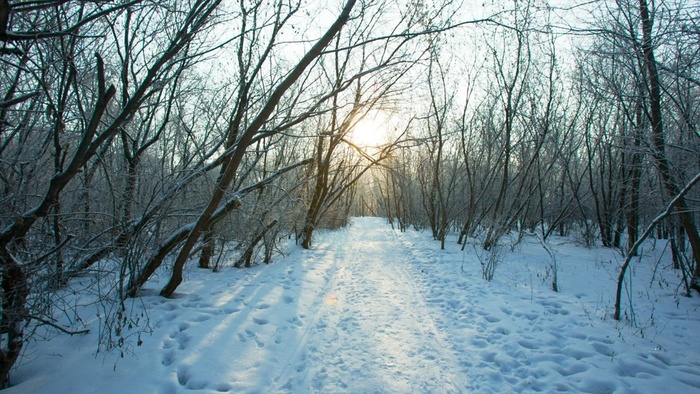 穿越冬季森林的雪地
