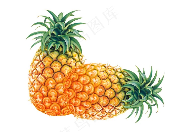 白色背景中的新鲜菠萝