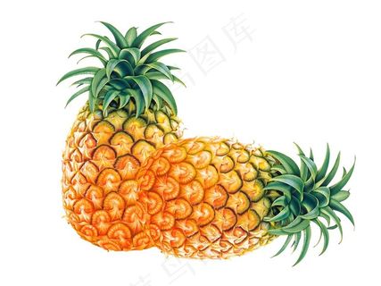 白色背景中的新鲜菠萝