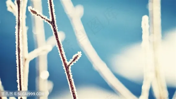冬季树枝风景画壁纸 冬季树枝风景画壁纸